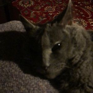 Meet your Posher, Beverly